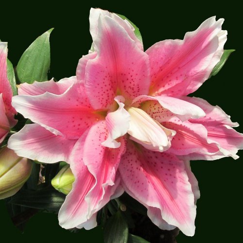 Pink Lily jigsaw puzzle