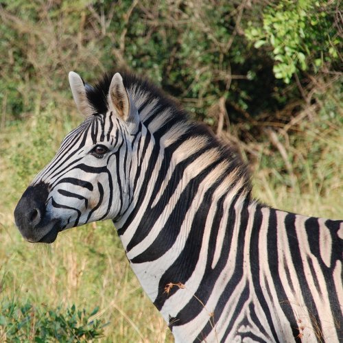 Zebra Quiz: questions and answers