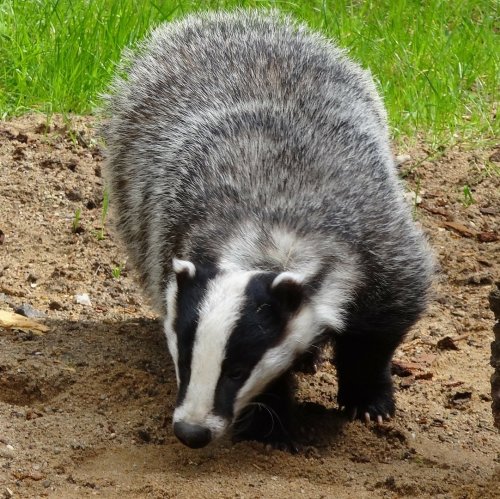 Badger Quiz: questions and answers