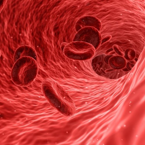 Blood Quiz: questions and answers