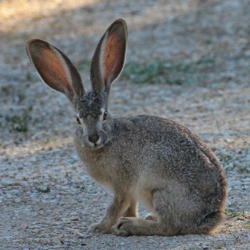 Hare Quiz: questions and answers