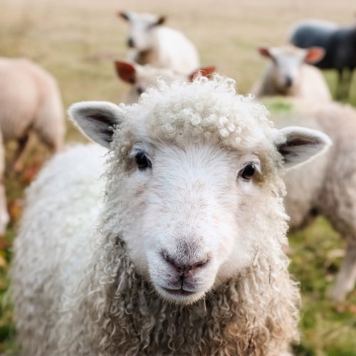 Sheep Quiz: questions and answers