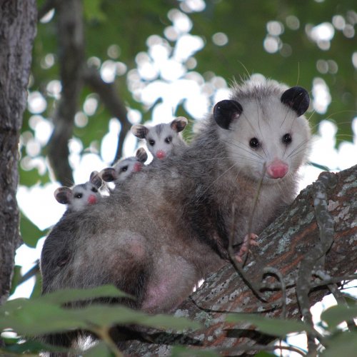 Opossum Quiz: questions and answers