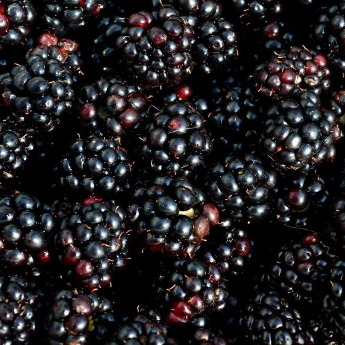 Blackberry Quiz: questions and answers