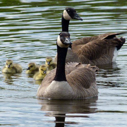 Canada Goose Quiz: questions and answers