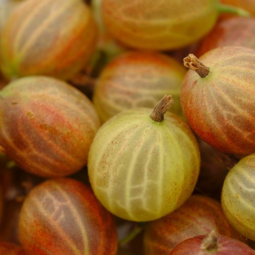 Gooseberry Quiz: questions and answers