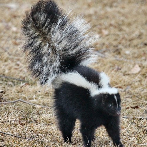Skunk Quiz: questions and answers