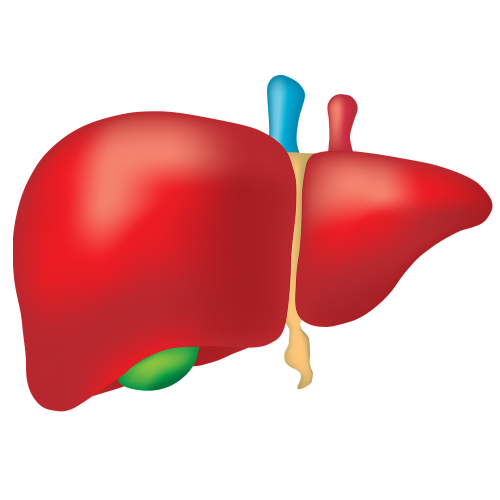 Liver Quiz: questions and answers