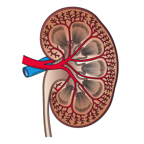 Kidneys Quiz: questions and answers