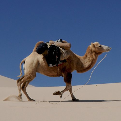 Camel Quiz: questions and answers