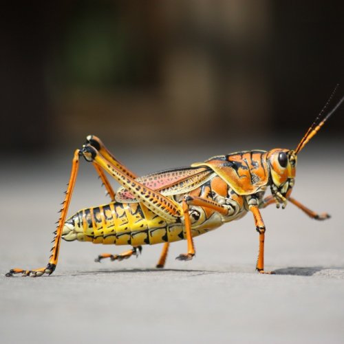 Grasshopper Quiz: questions and answers