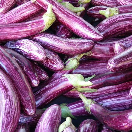 Eggplant Quiz: questions and answers