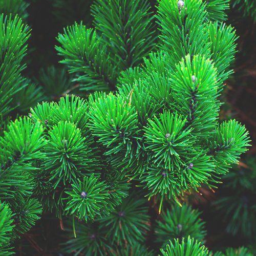 Pine Quiz: 10 Trivia Questions and Answers