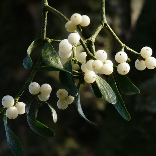 Mistletoe Quiz: Trivia Questions and Answers
