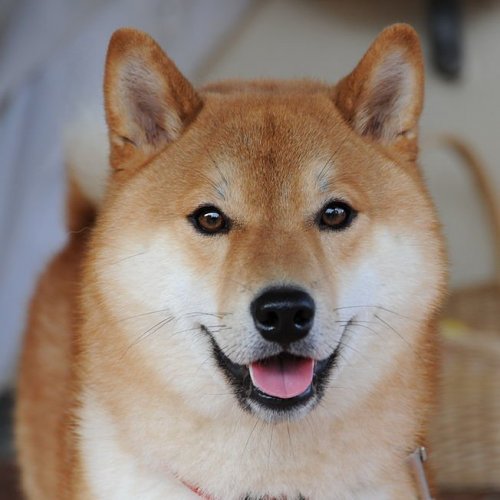 Shiba Inu Quiz: 10 Trivia Questions and Answers
