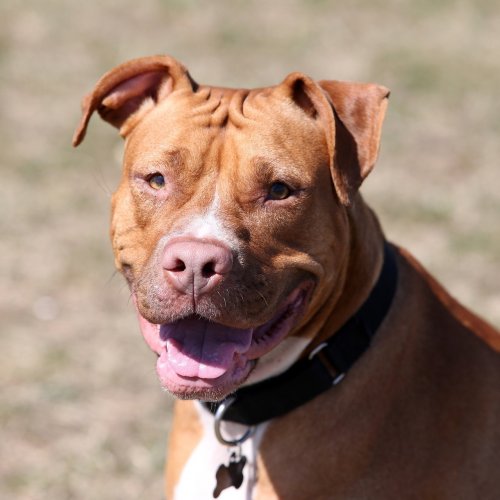 Pit Bull Terrier Quiz: 10 Trivia Questions and Answers
