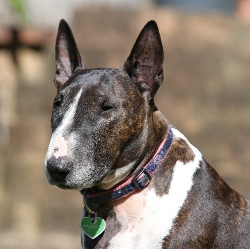 Bull Terrier Quiz: 10 Trivia Questions and Answers