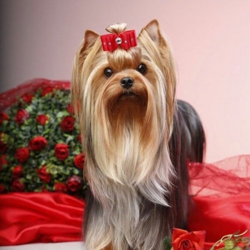 Yorkshire Terrier Quiz: Trivia Questions and Answers