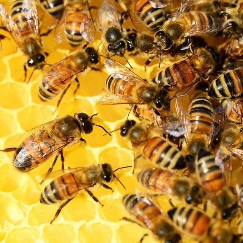 Bee Quiz: Trivia Questions with Answers