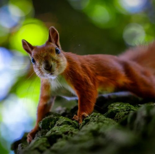 The Animal Quiz: Who Lives in the Forest
