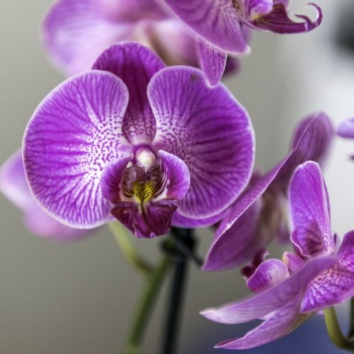 Orchid Quiz: 10 Trivia Questions