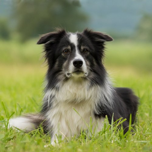Collie Quiz: questions and answers