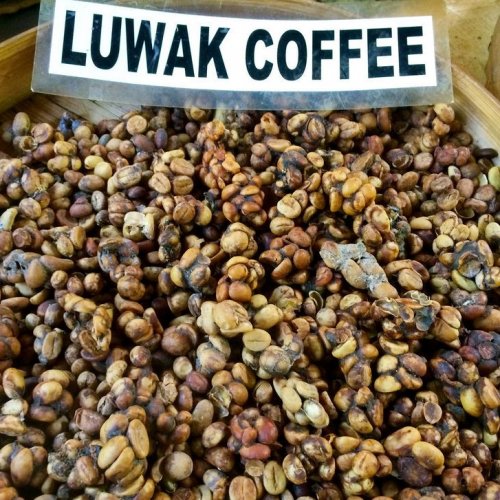 Kopi Luwak Quiz: questions and answers