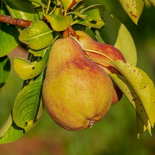 Pears Quiz: questions and answers
