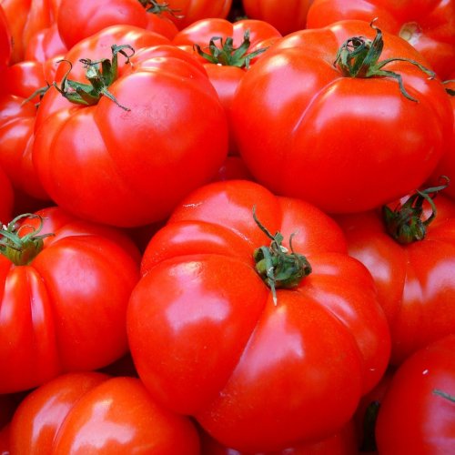 Tomatoes Quiz: questions and answers