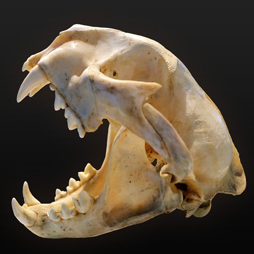 Quiz: Can You Guess an Animal from its Skull?