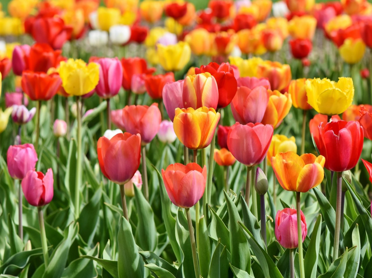 Tulips jigsaw puzzle - collect free online jigsaw puzzles
