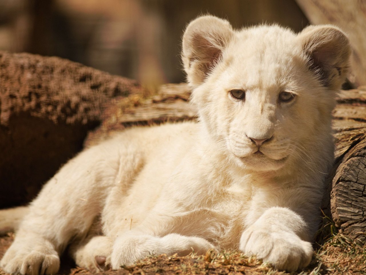 White baby lion jigsaw puzzle