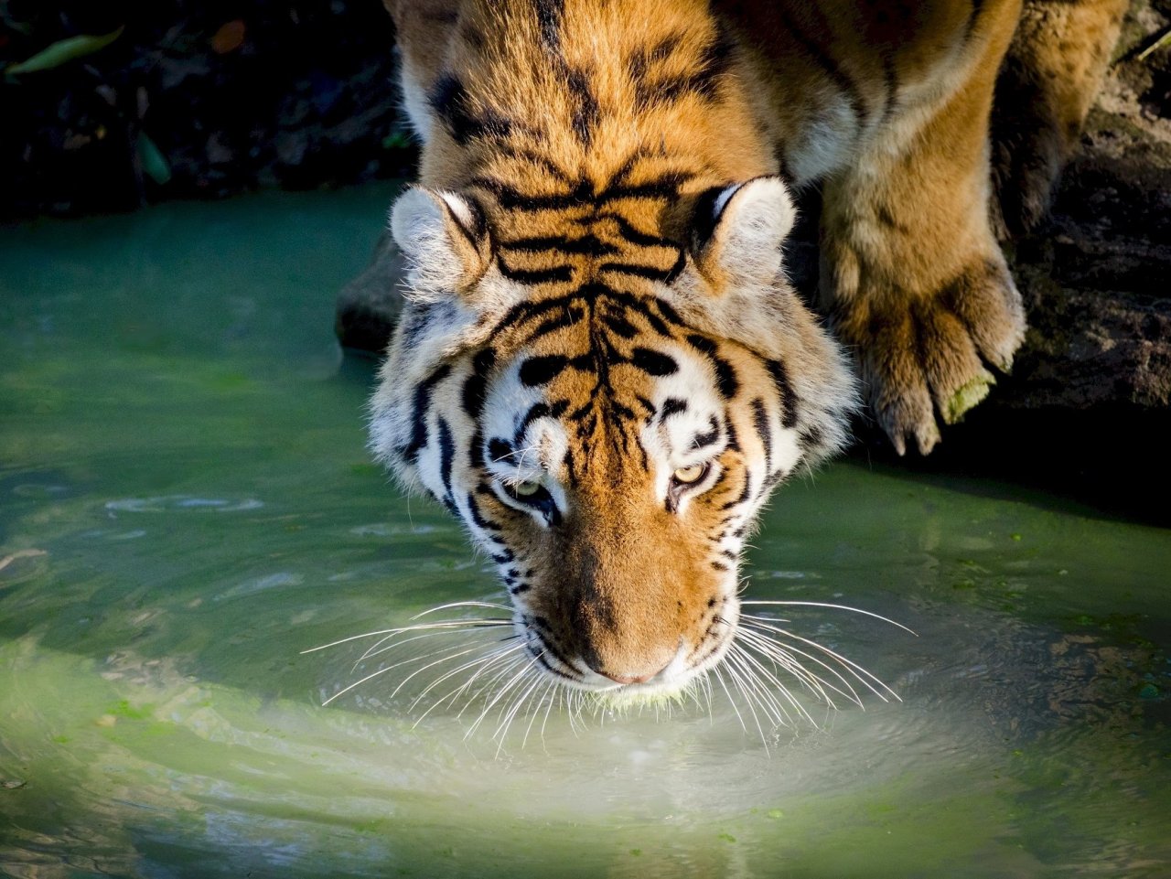 Tiger at the water jigsaw puzzle