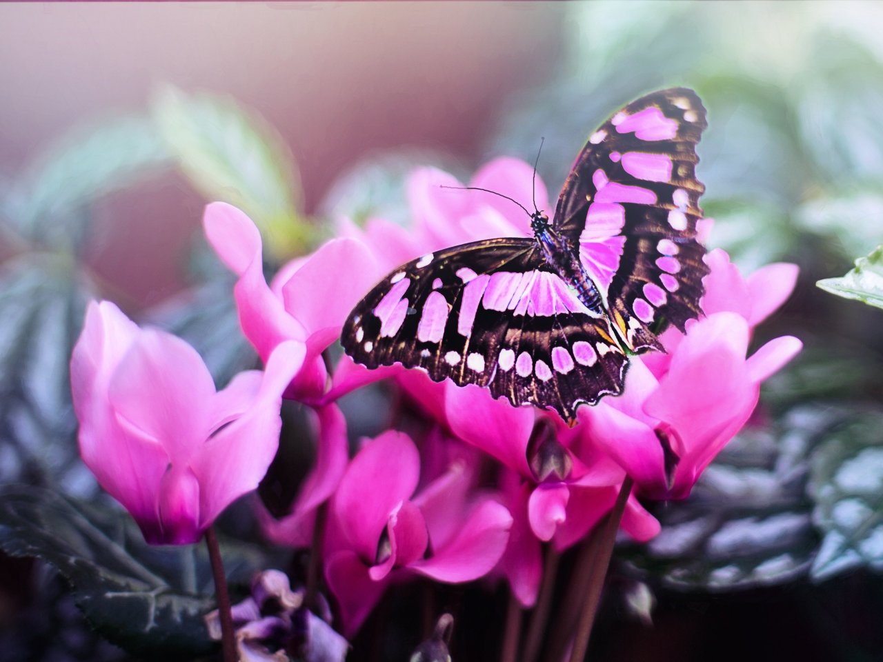 Pink Butterfly jigsaw puzzle