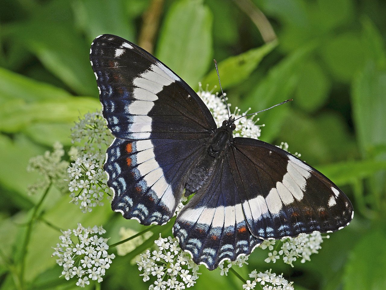 White admiral jigsaw puzzle