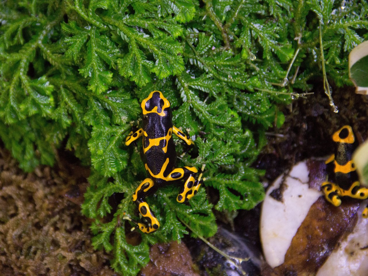 Yellow-banded poison dart frog jigsaw puzzle
