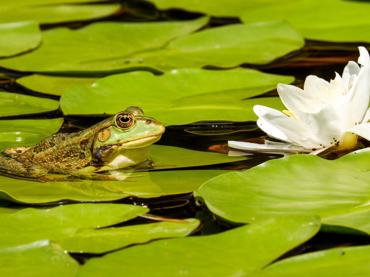 Frog and Water Lily jigsaw puzzle