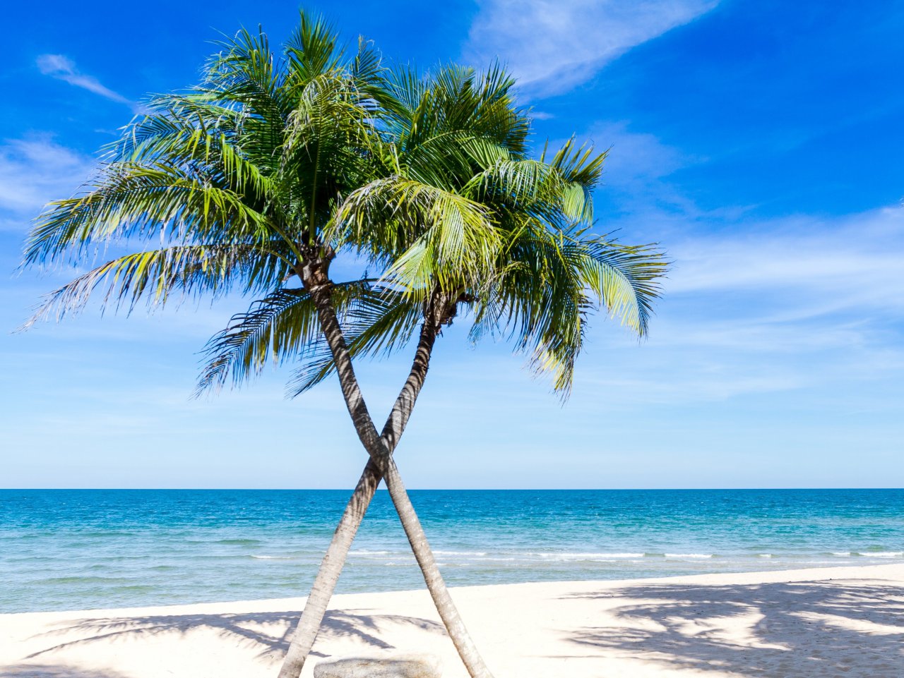 Palm Trees on the Beach jigsaw puzzle