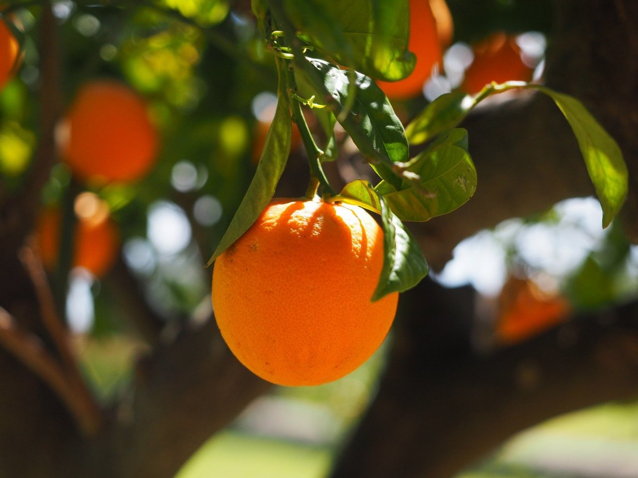 Sunny Orange jigsaw puzzle