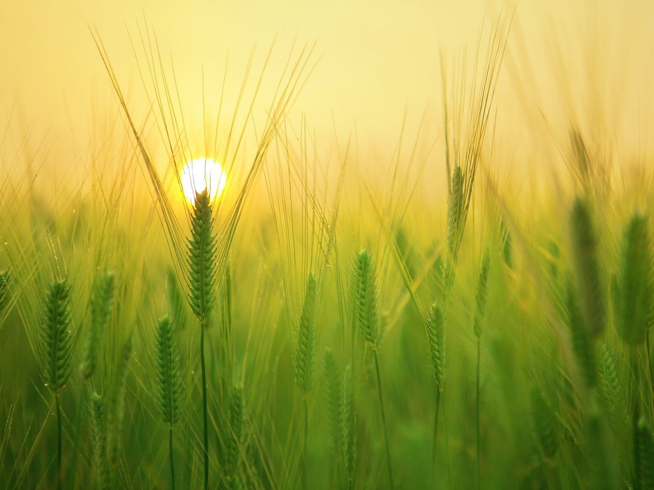 Sunrise over wheat field jigsaw puzzle