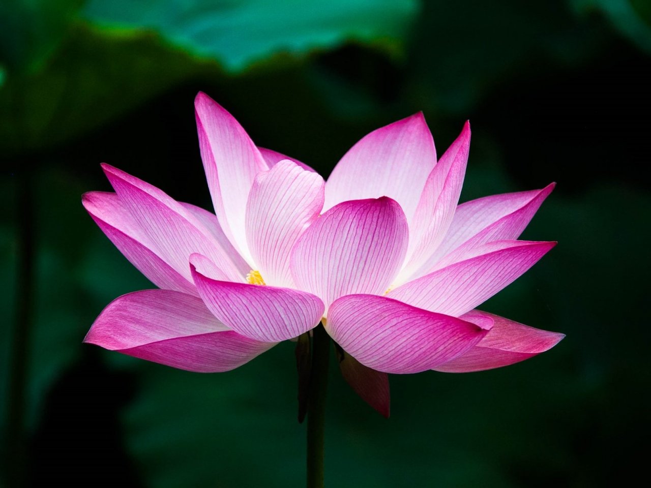 Pink lotus flower jigsaw puzzle