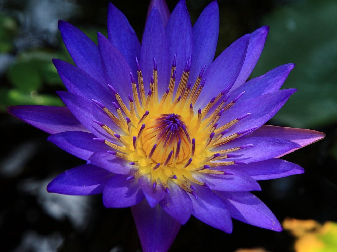 Purple lotus flower jigsaw puzzle