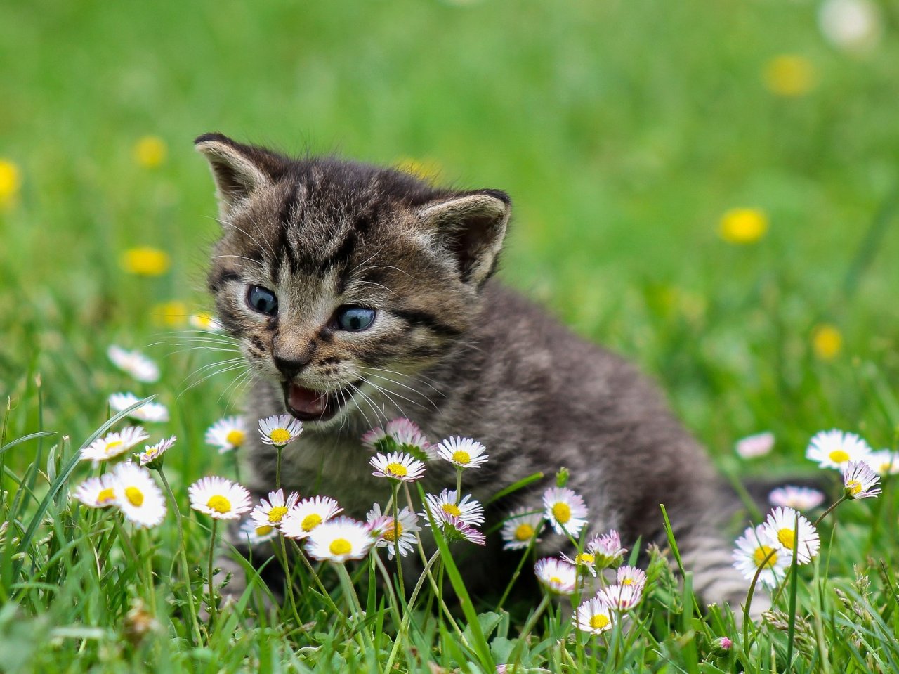 Kitty on a Meadow jigsaw puzzle