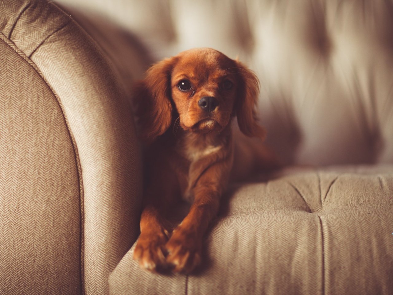 Puppy on the couch jigsaw puzzle