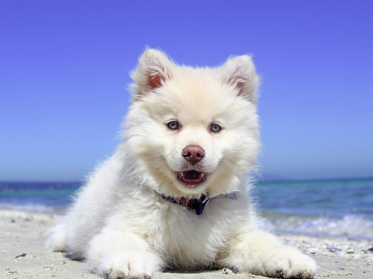 Puppy on the beach jigsaw puzzle