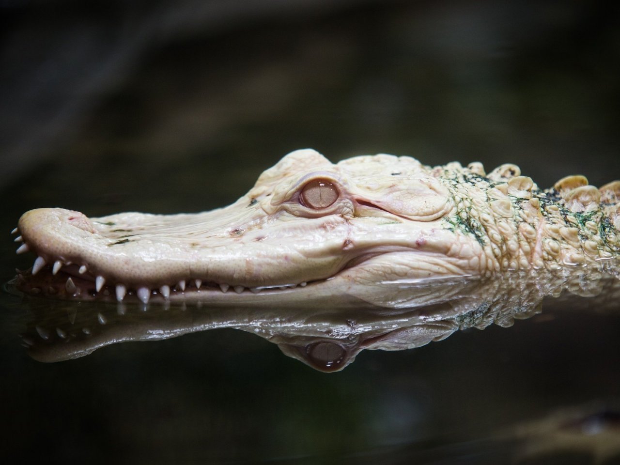 Albino alligator jigsaw puzzle