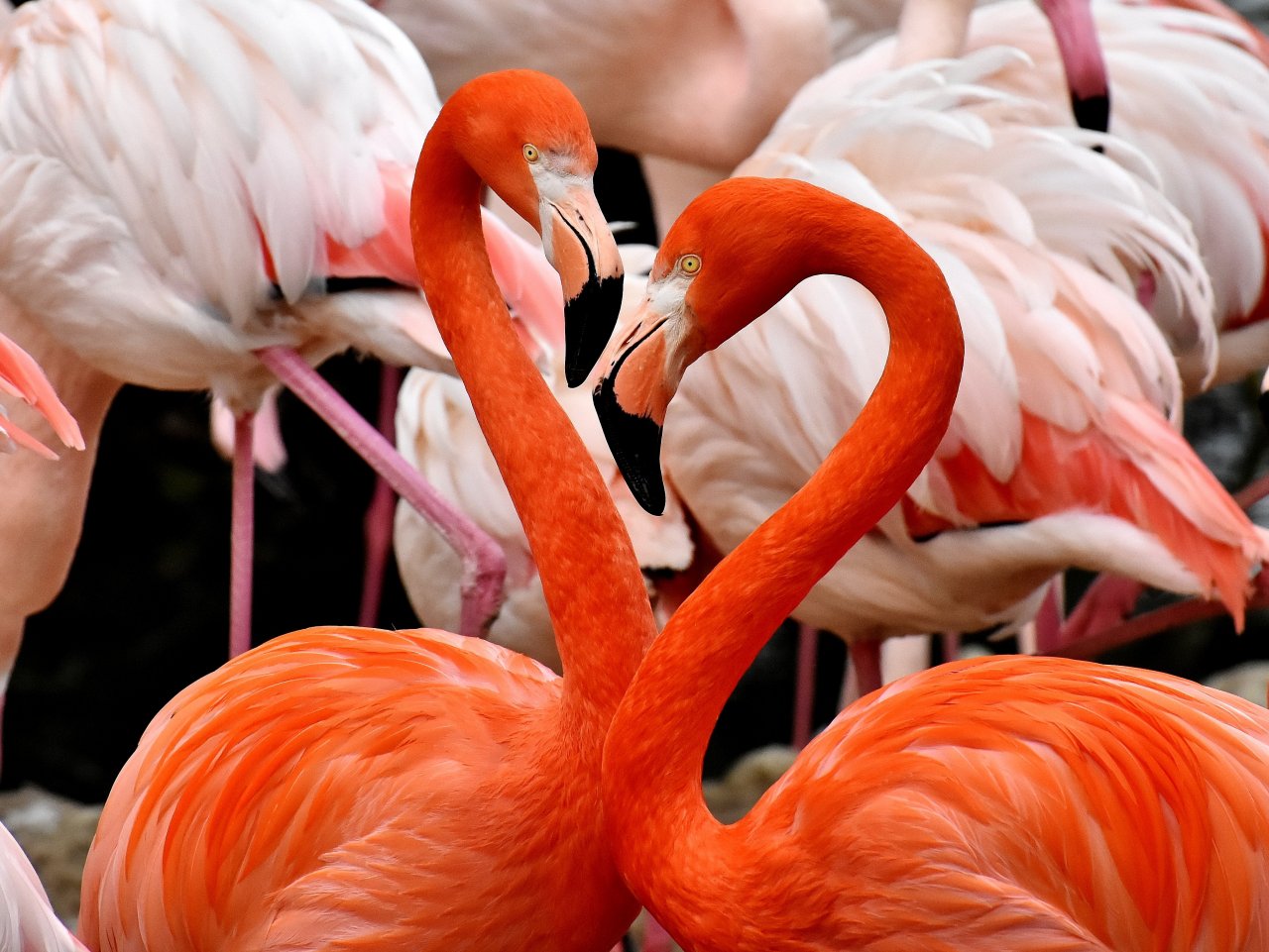 Puzzle: Two pink flamingos