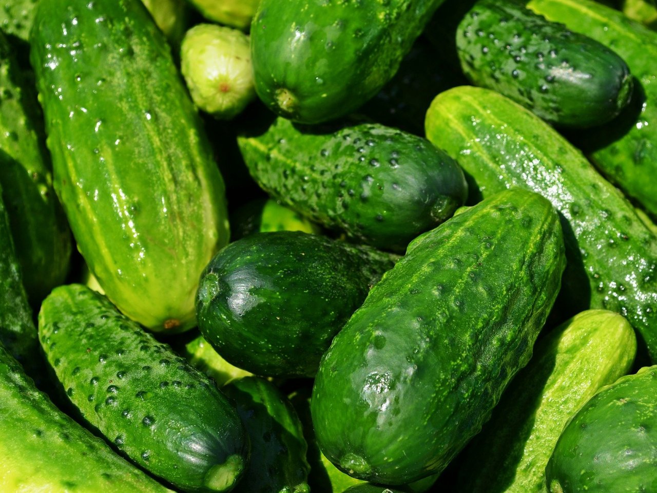 Fresh cucumbers jigsaw puzzle