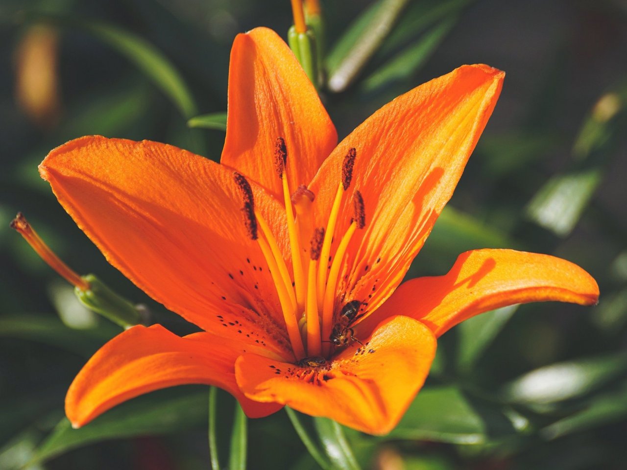 Orange Lily jigsaw puzzle