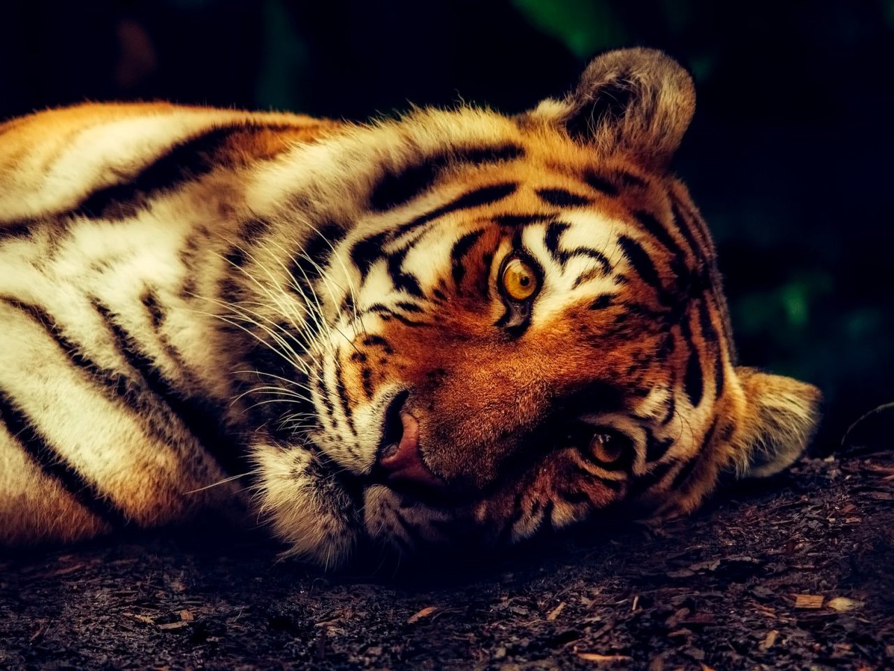 Sleepy Tiger jigsaw puzzle